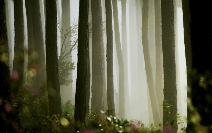 pine-7171768_960_720