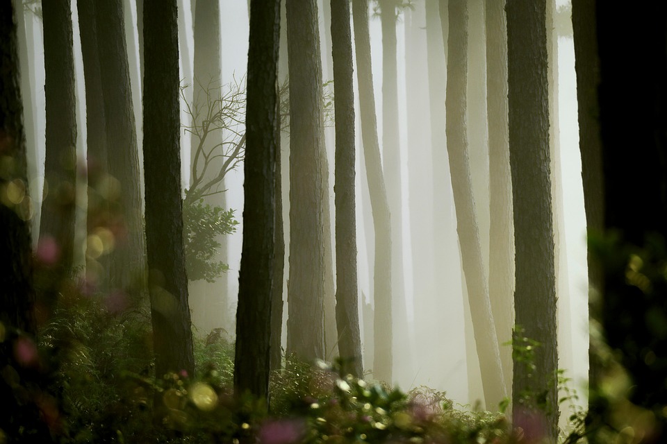 pine-7171768_960_720